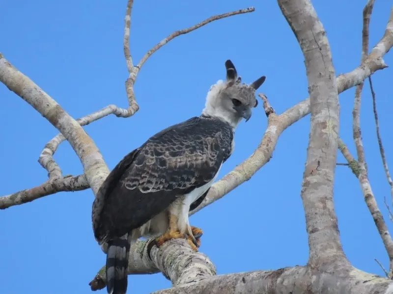 Harpia harpyja nas proximidades da usina Col&iacute;der (MT). Foto: Divulga&ccedil;&atilde;o AXIA Energia