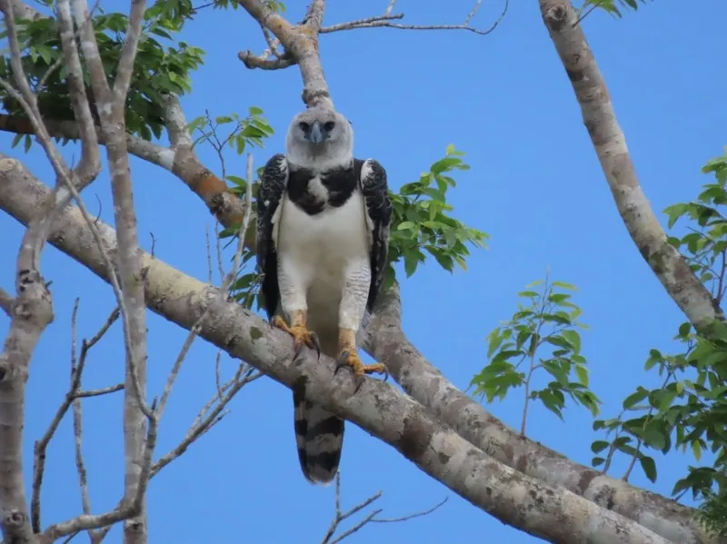 Em rara aparição, equipe da AXIA Energia registra harpia em Colíder