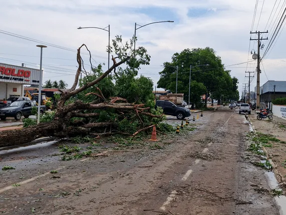 Forte temporal derrubou mais de 40 árvores em Juara, segundo prefeitura