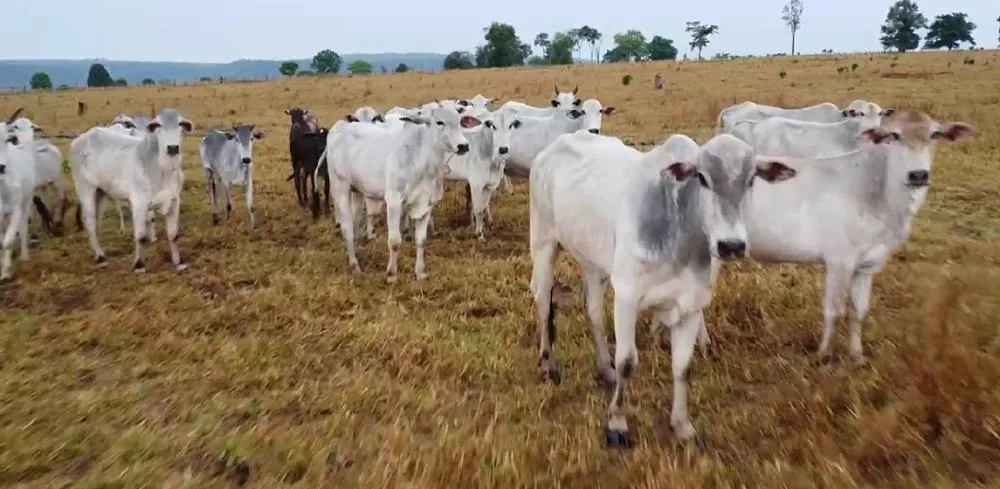 Fazendeiro é preso após furtar 33 cabeças de gado em MT