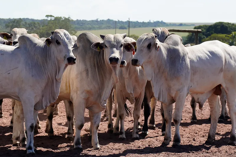 Mato Grosso bate recorde de exportação de proteína animal