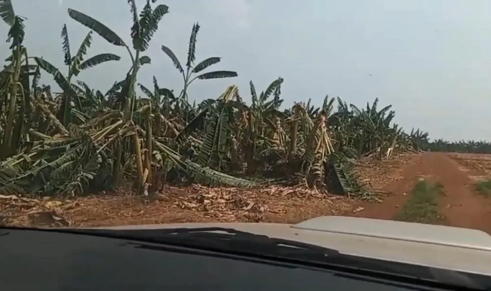 Vendaval destrói plantação de banana. Prejuízo de R$ 10 milhões
