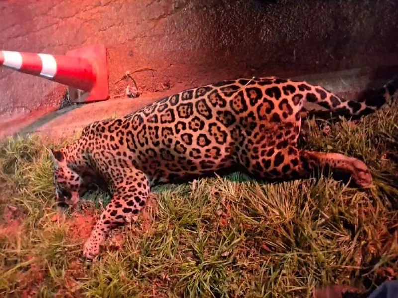 Onça-pintada morre atropelada na BR-163, em Lucas do Rio Verde